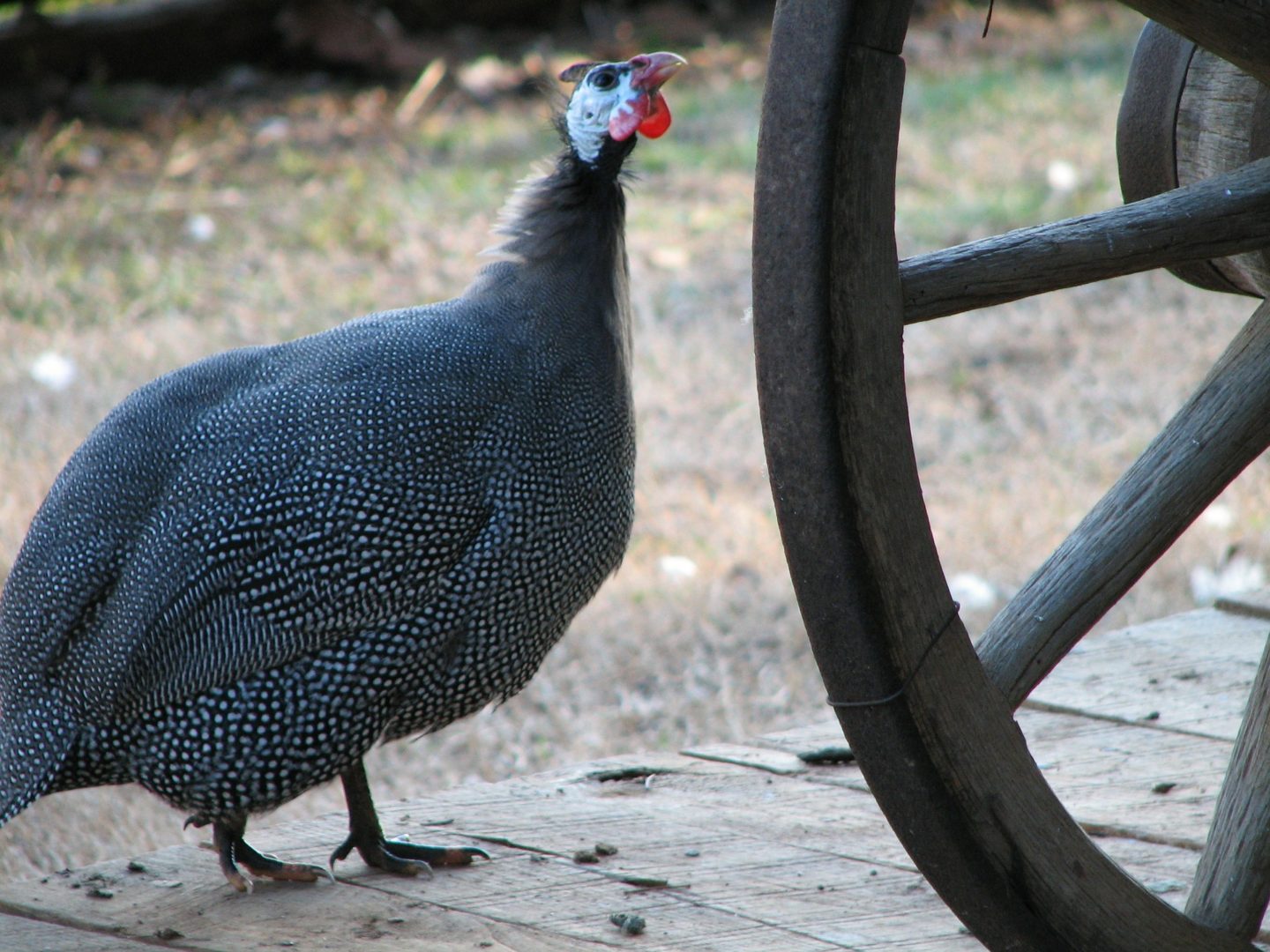 guinea-105479_1920 Guinea fowl as a watchdog -Star Milling Co.
