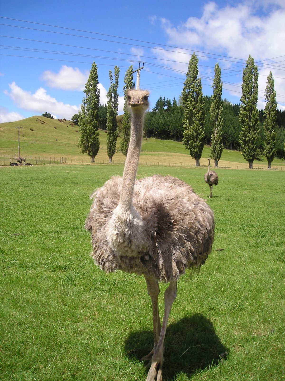 ostrich emu