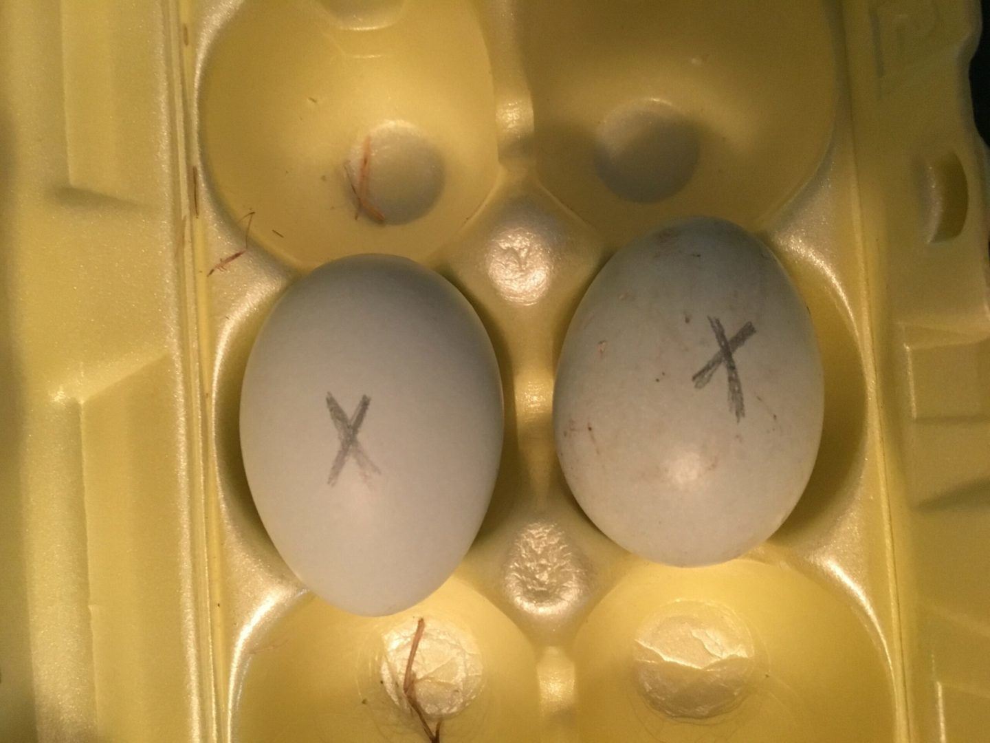 fertile eggs
