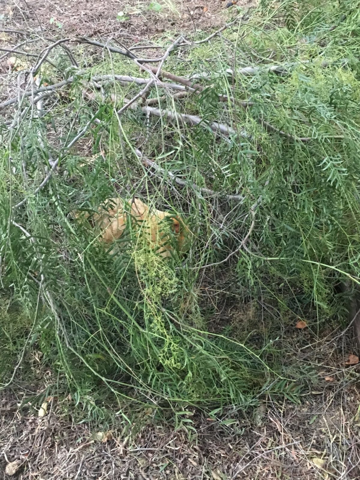 broody hen nest