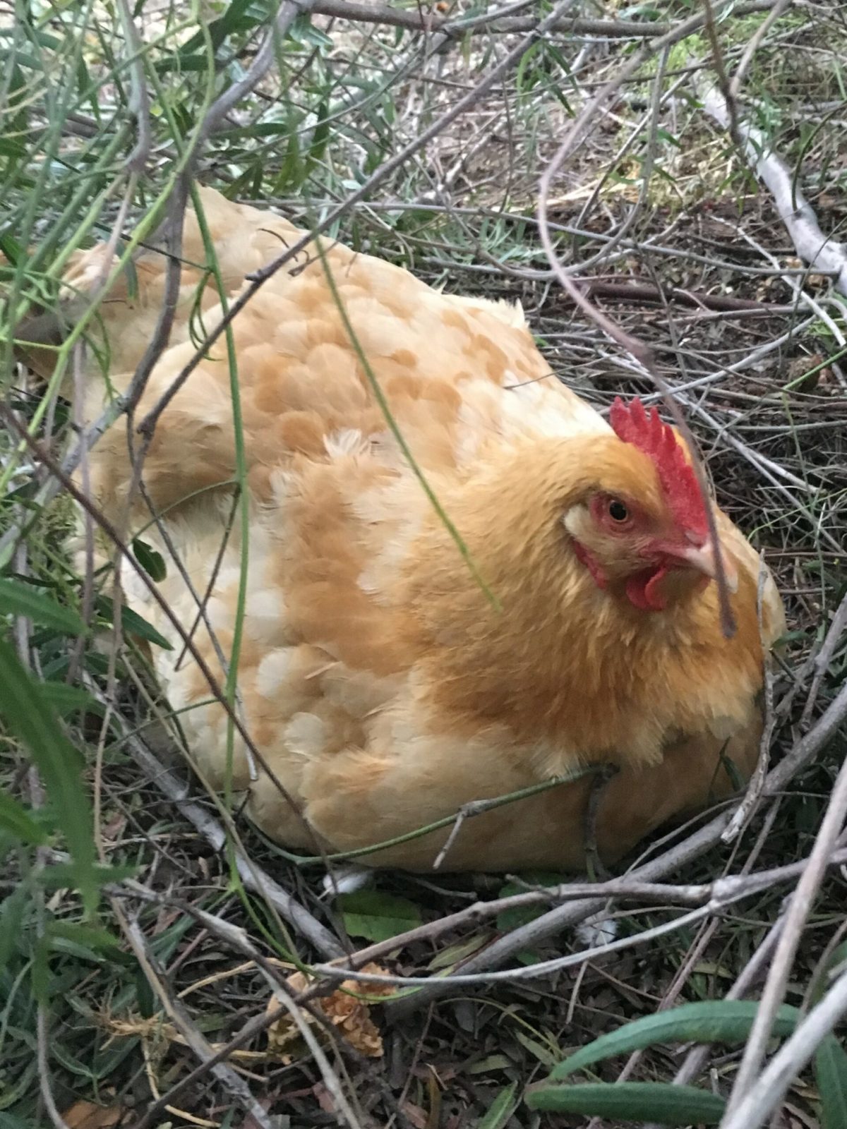 broody buff orp