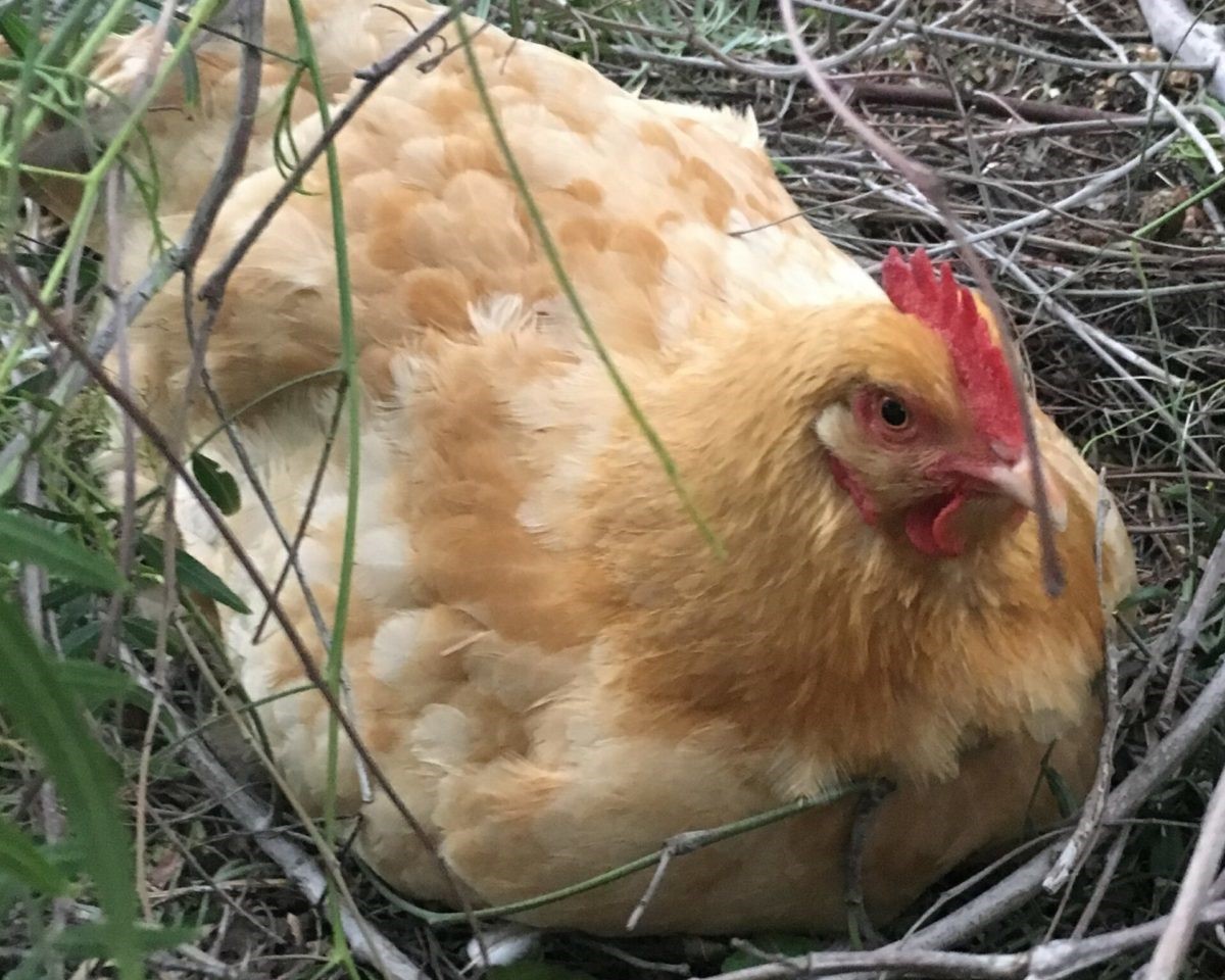 jordy-buff-orpington Jordy the Buff Orpington - Star Milling Co.