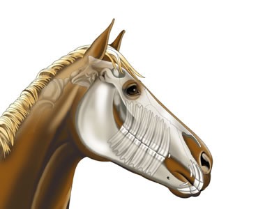 horse teeth in skull illustration