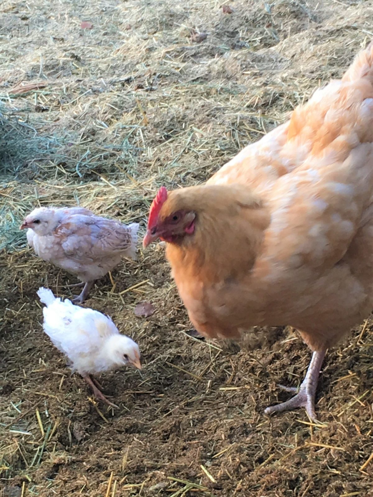 hen and chicks