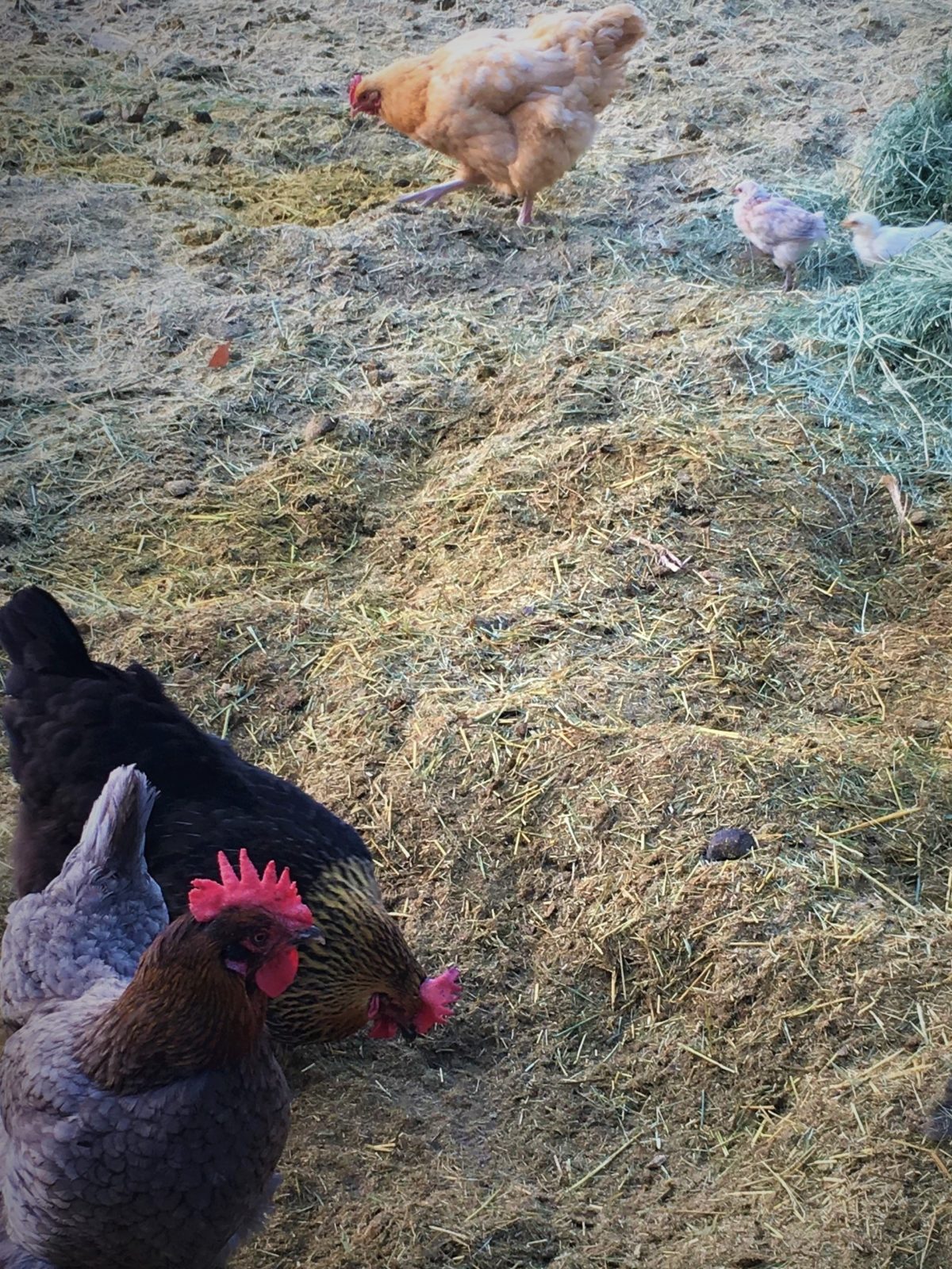 hen and chicks
