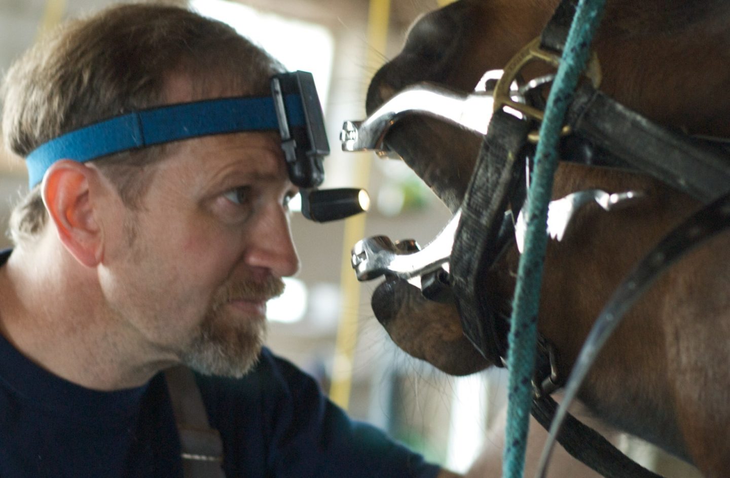 veterinarian looking inside a horse's mouth while floating teeth