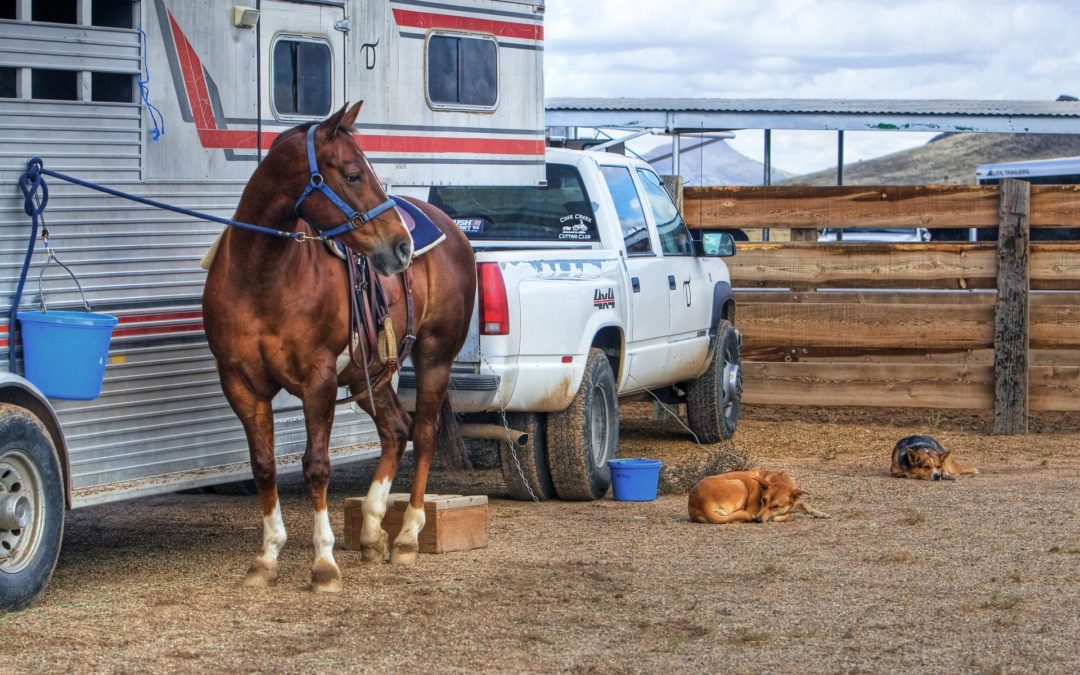 In Case of Emergency – Disaster Preparedness for Horses