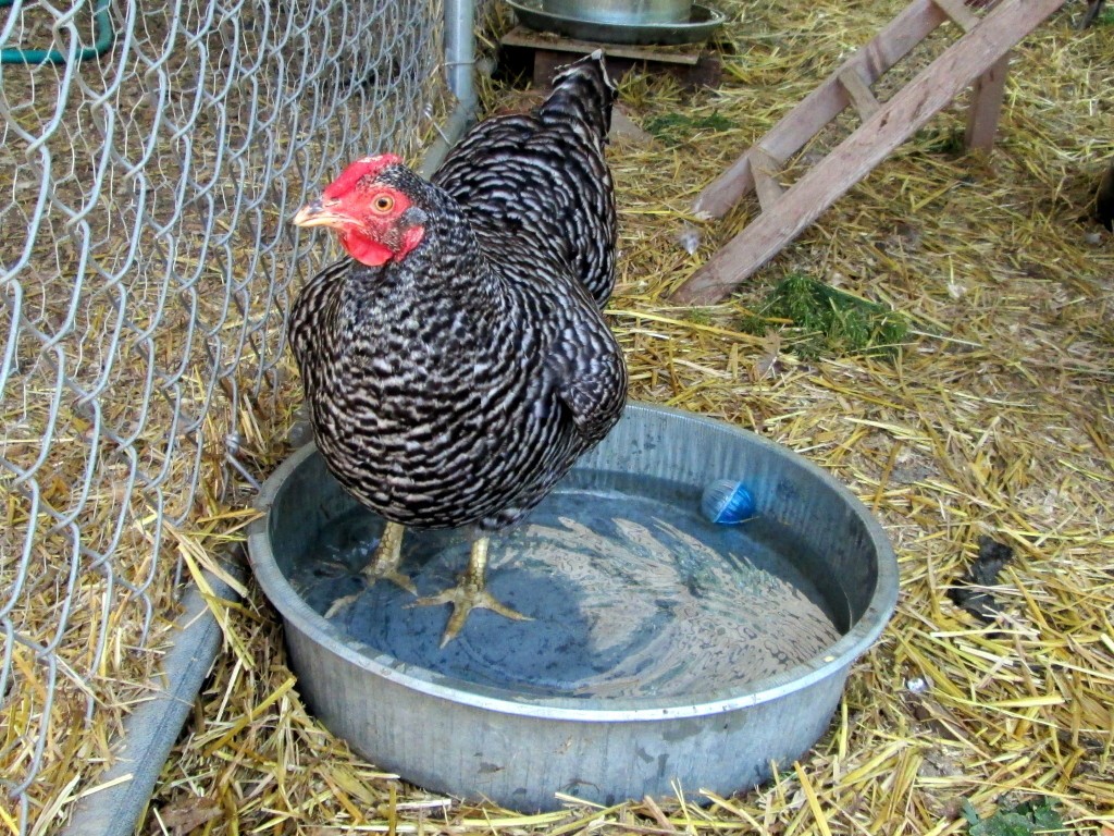 chicken standing in water dish trying to keep cool