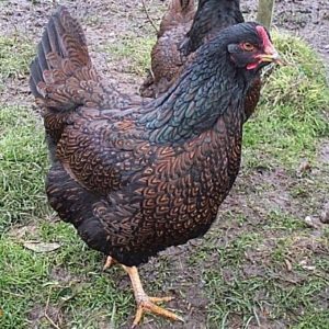 Jersey Giant Hen vs. Rooster: What Are the Differences? - AZ Animals