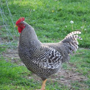 Plymouth Rock chicken breed