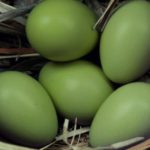 The Secret to Colorful Chicken Eggs