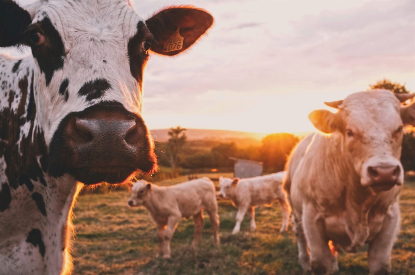 Star Milling Co. - Monensin free livestock feed