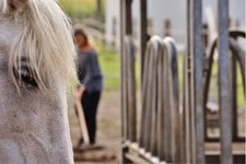 Bray Horse Feeding