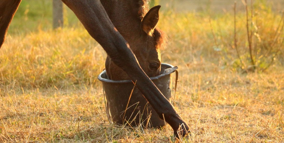 Horse oats near store me