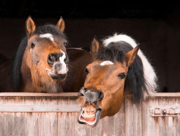 Horse Nutrition - Where Does My Horse Hurt?