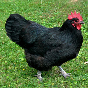 black and red chicken breeds