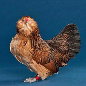 breed-bantam Bantam chicken breed