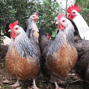 Dorking chicken breed