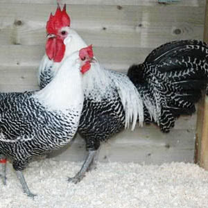 breed-egyptian-fayoumi Egyptian Fayoumi chicken breed