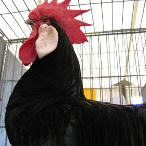 breed-minorca Minorca chicken