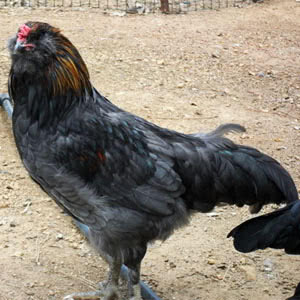 breed-oliveegger An Olive Egger chicken, which is a colored layer breed of chicken