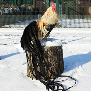 breed-onagadori Onagadori chicken breed