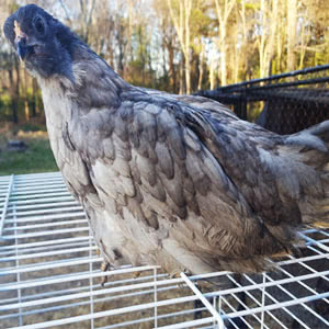 breed-whitingtrueblue A Whiting True Blue chicken, which is a colored layer breed of chicken