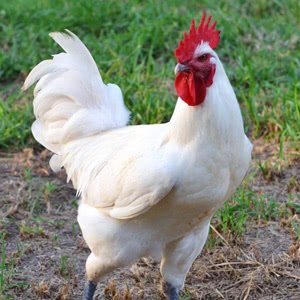 breed-bresse Bresse chicken breed