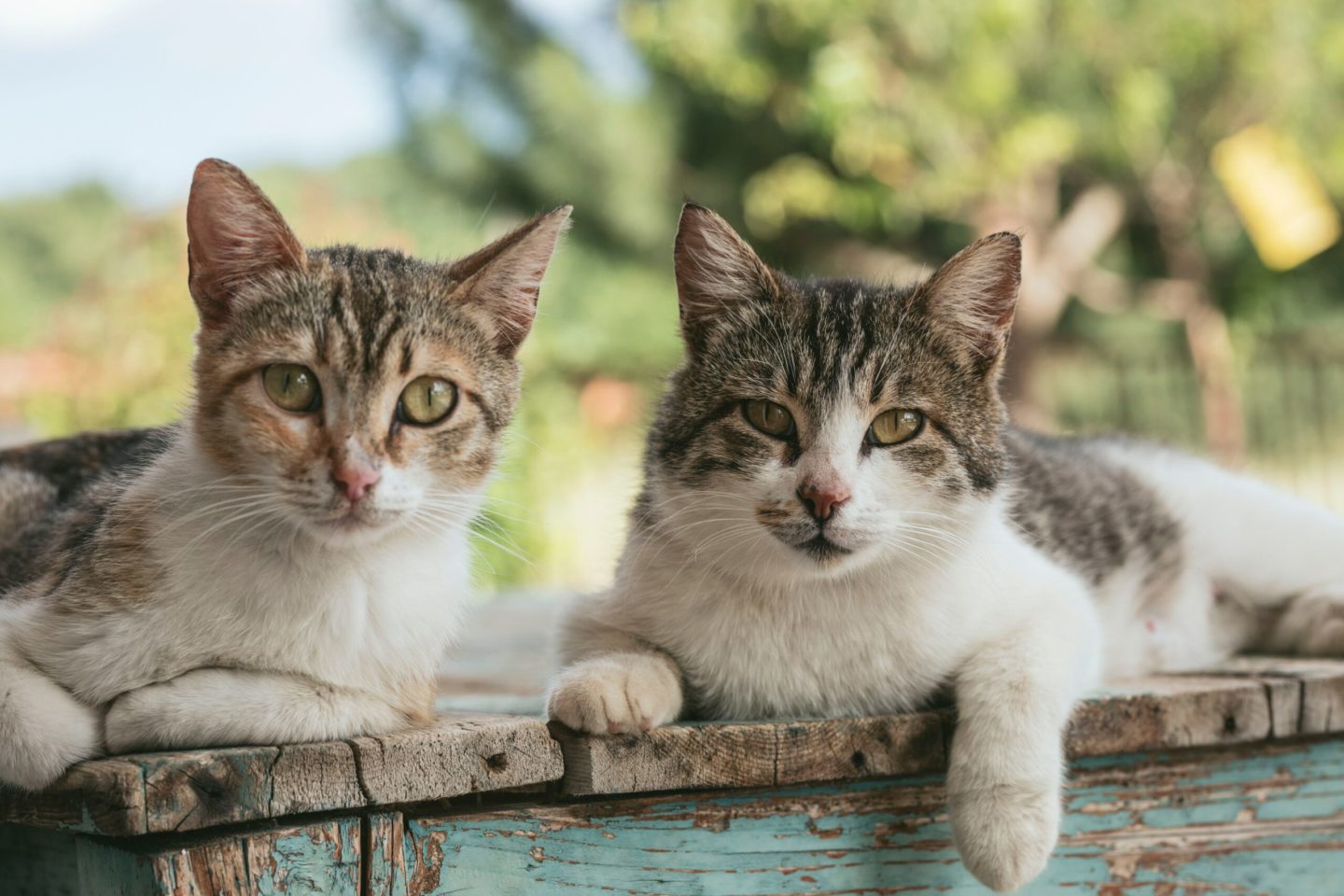 Star Milling Co. - Natural Cat Food