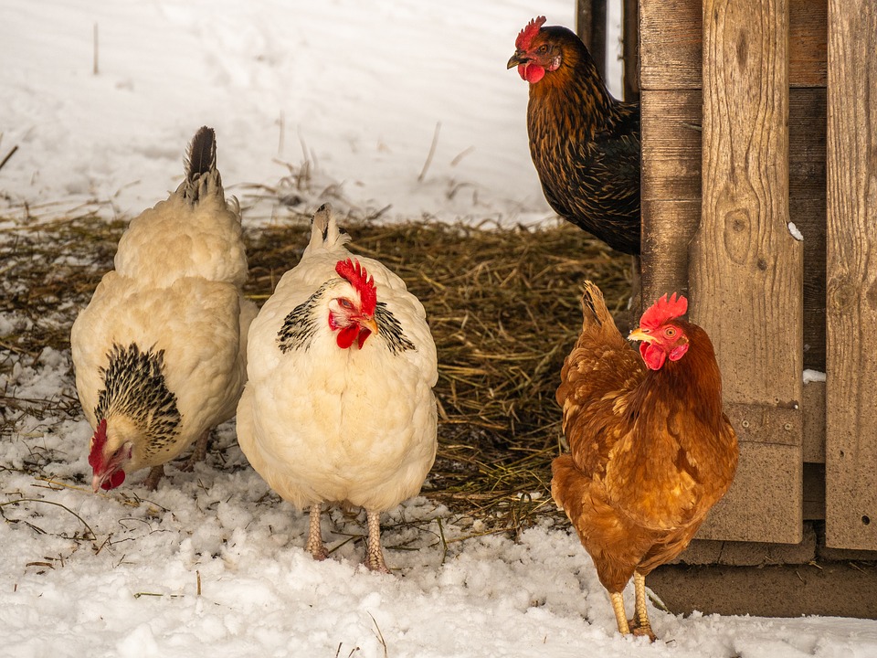 chickens in the snow