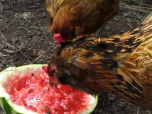 chickens eating watermelon