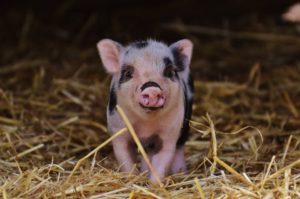 black pot belly pig