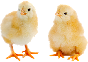 baby chicks