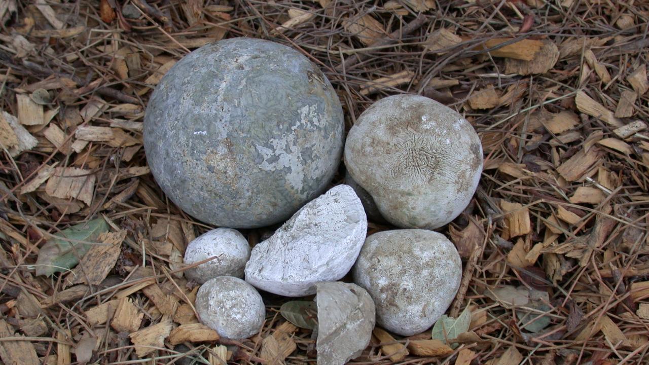 Horse Intestinal Stones Star Milling Co