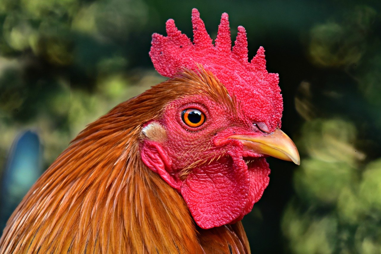 Jersey Giant Hen vs. Rooster: What Are the Differences? - AZ Animals