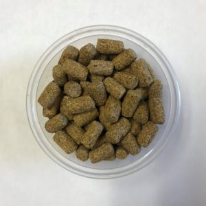rodent regular