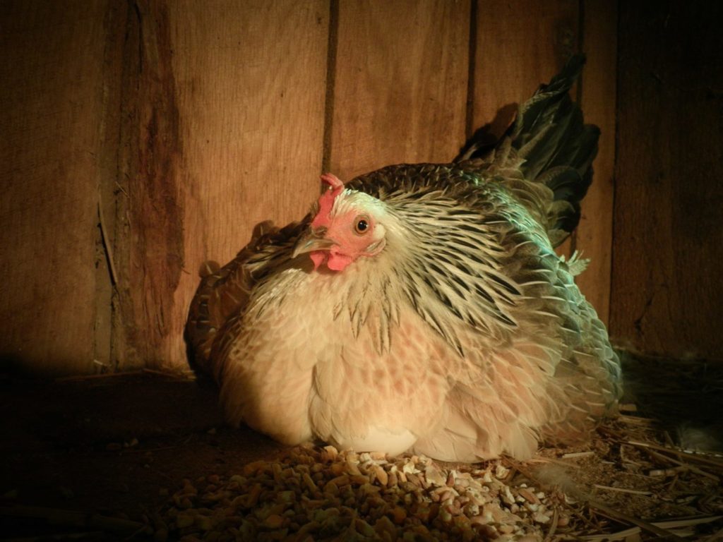 a puffed-up, broody hen sitting on a clutch of eggs