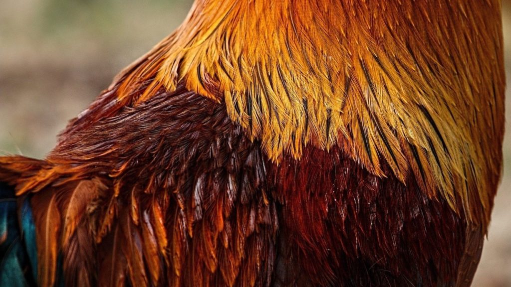 Chicken Feather Colors 101 | Star Milling Co. Guide