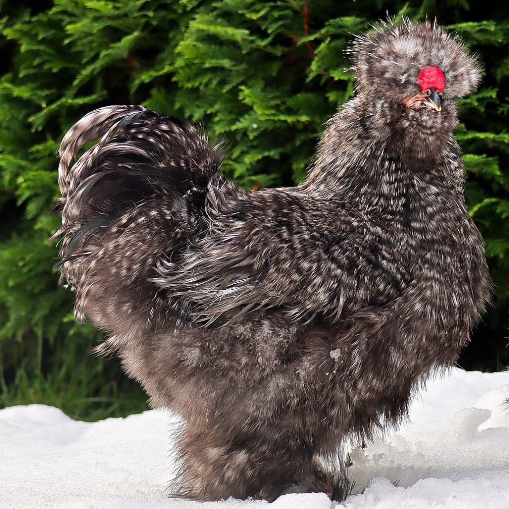 Rooster feathers. Every Rooster has unique feather patterns. That