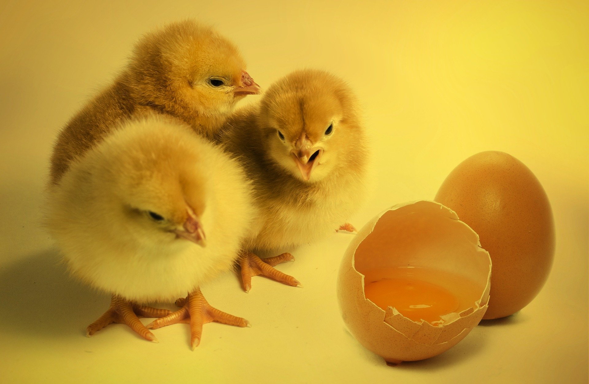 Understand How Eggs Are Formed Layer by Layer | Star Milling Co.