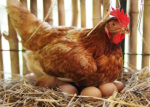 hen sitting on her nest of eggs