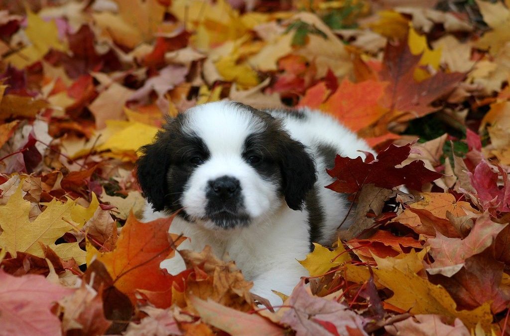 Fun Fall Activities for Your Dog