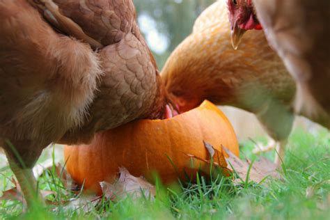 Is Pumpkin Season for Your Chickens Too?