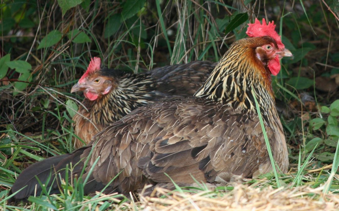 How to Start Your Backyard Flock