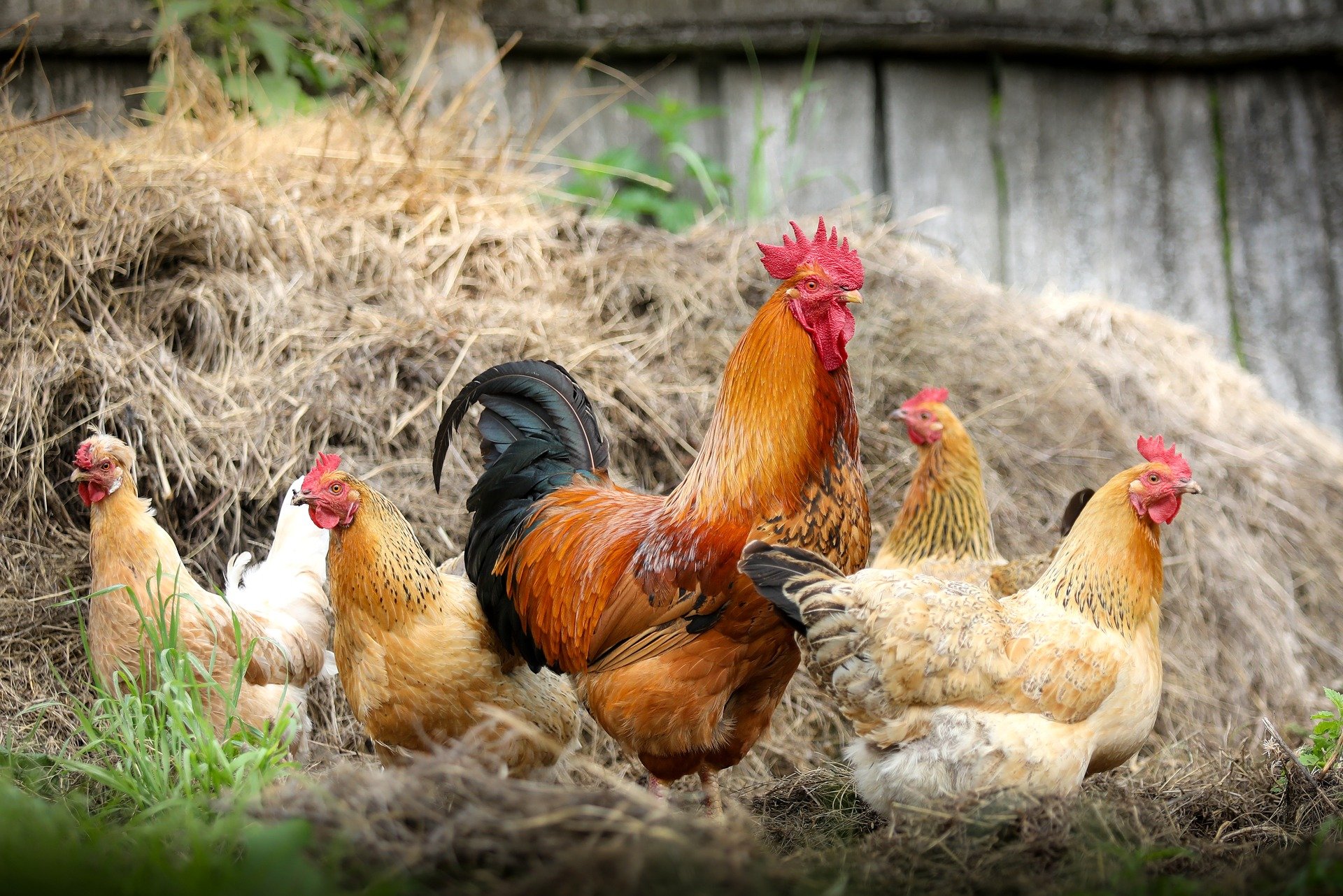 Orpington chicken breed