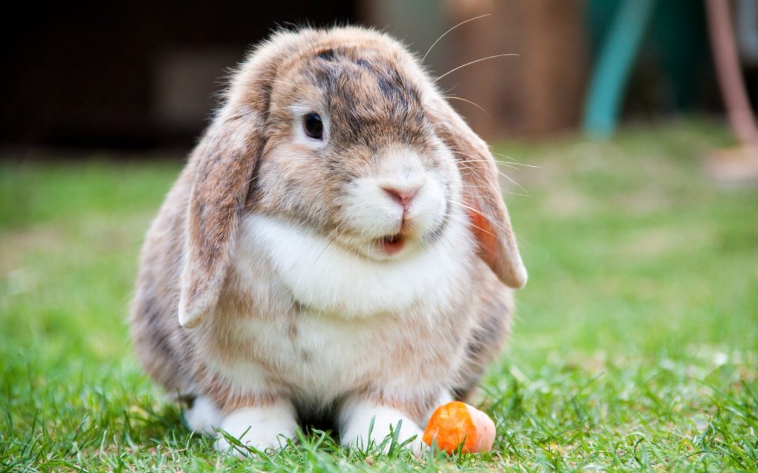 What to Feed Your Pet Rabbit