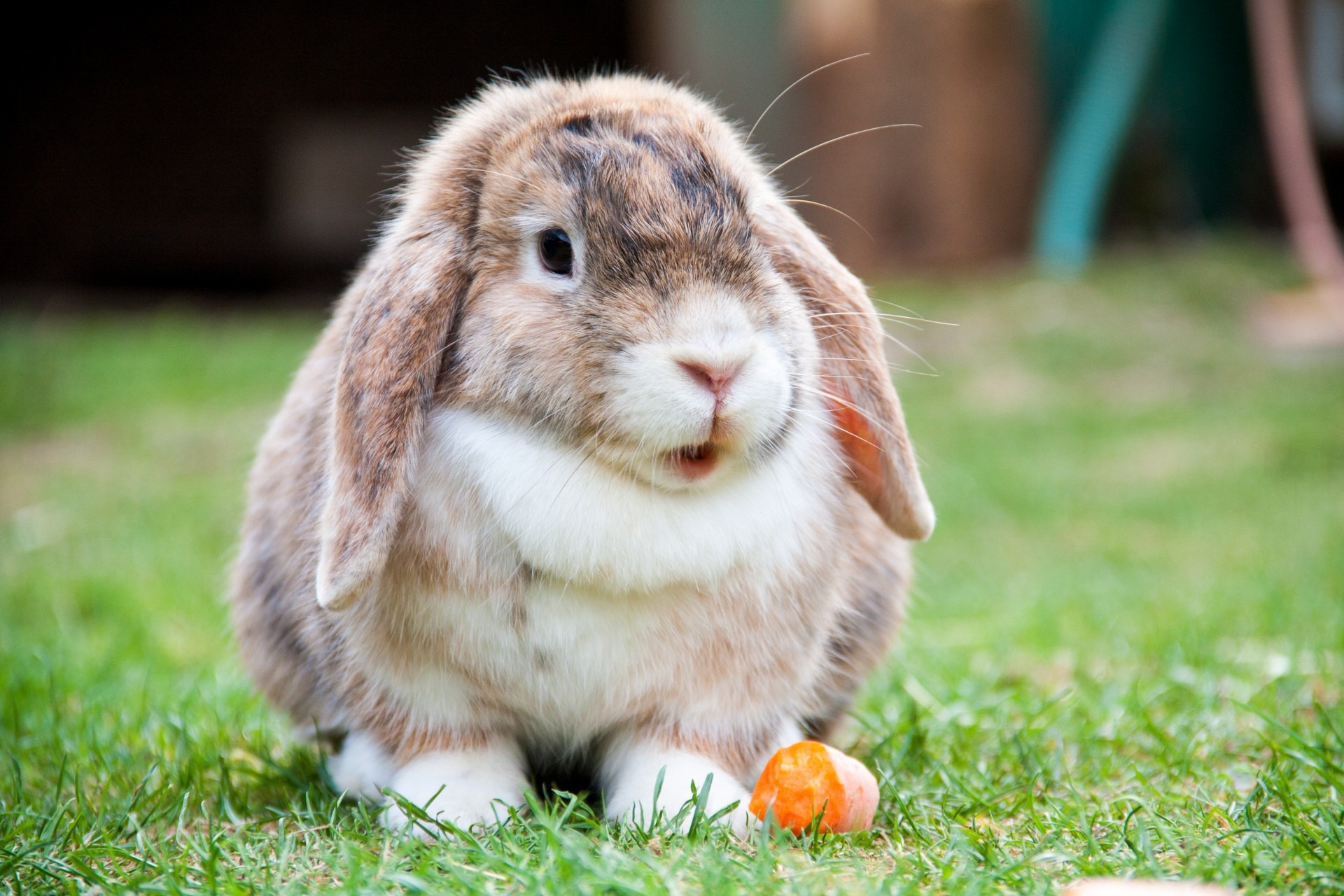 Best food for store holland lop bunny