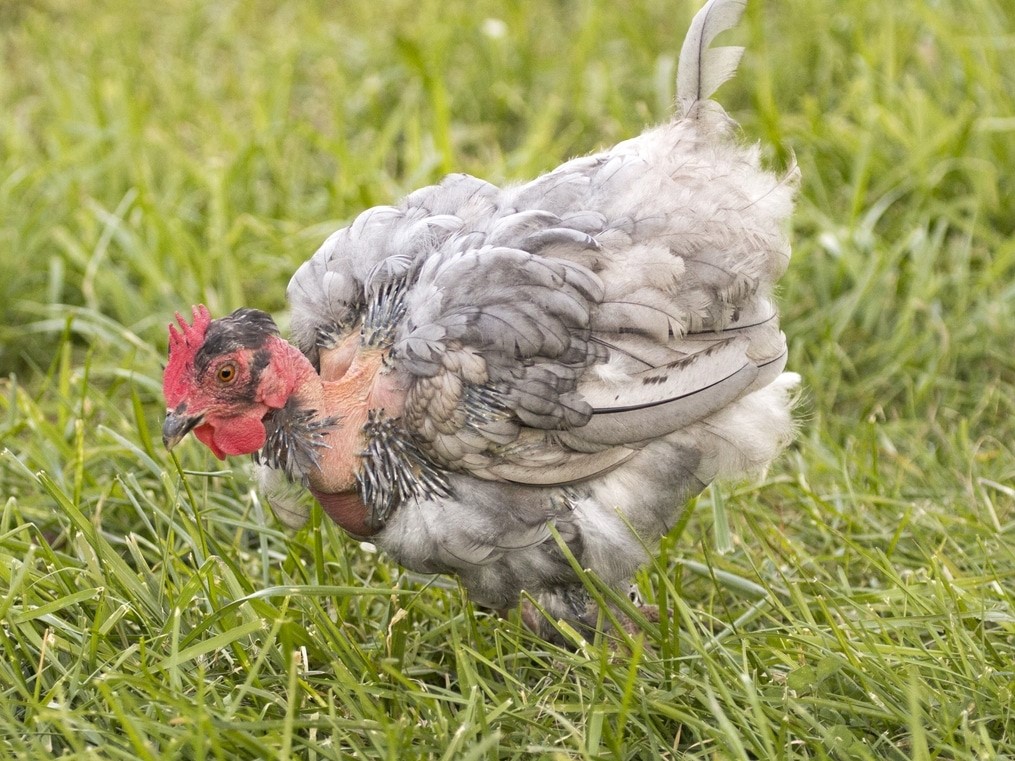 molting chicken with gray feathers