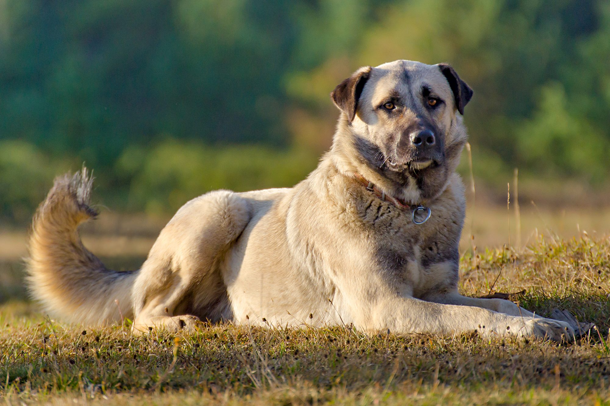 Good chicken sale guard dogs