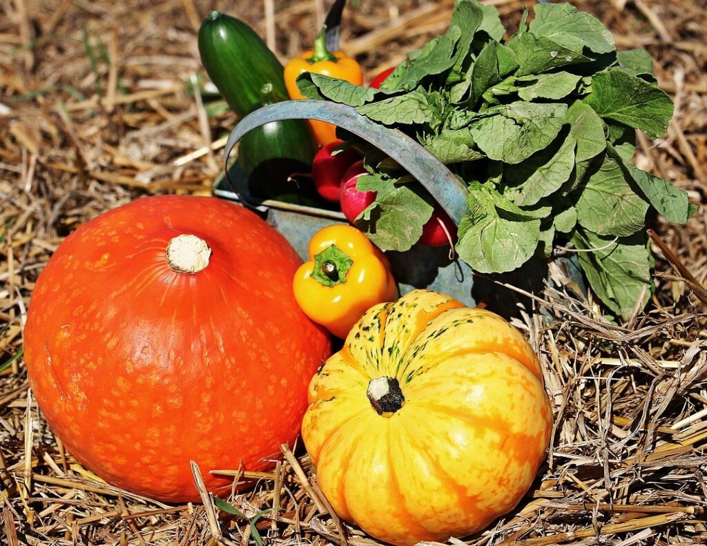 Treats for Mini PotBellied Pigs Star Milling Co.